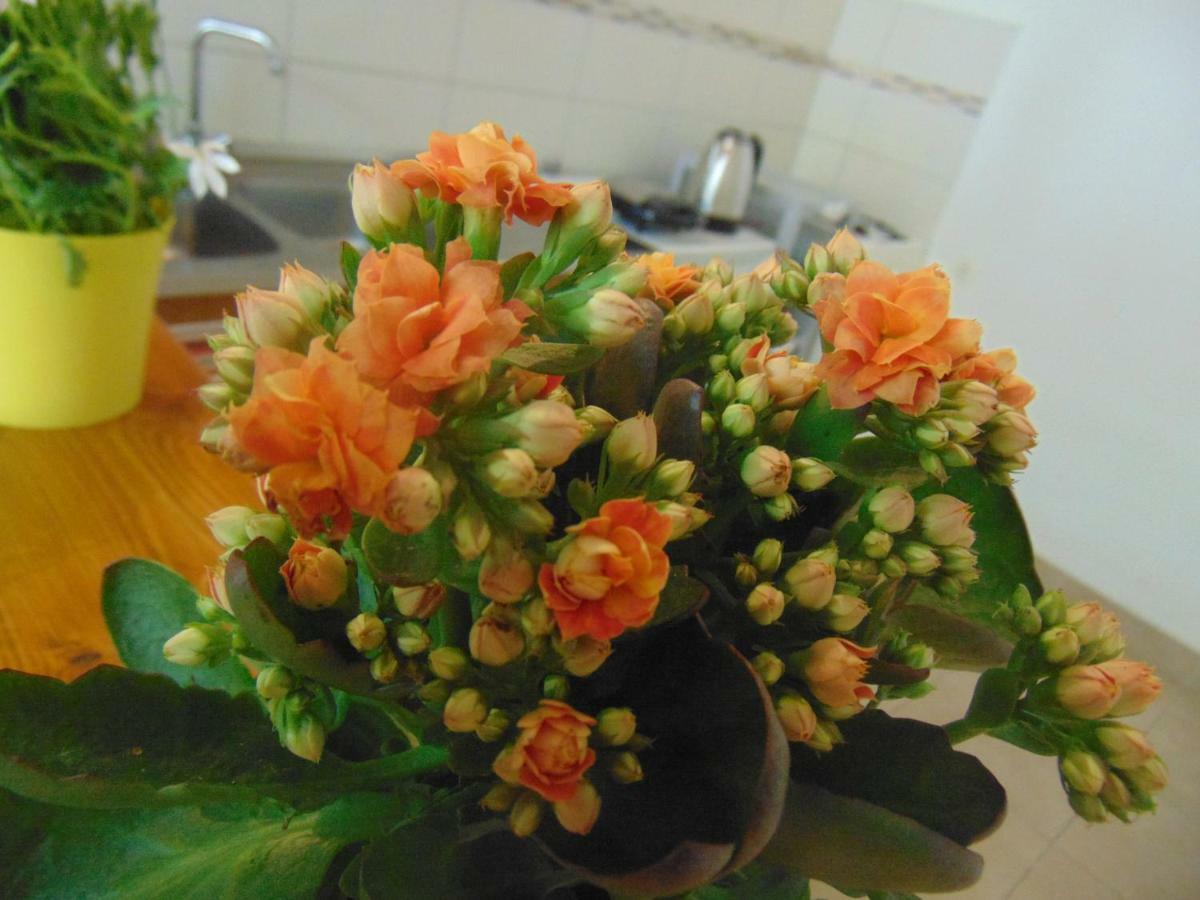 Apartmani Josipa ชิเบนิก ภายนอก รูปภาพ